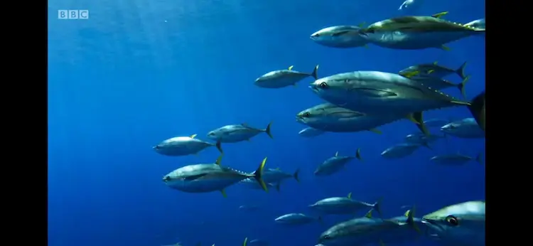 Yellowfin tuna (Thunnus albacares) as shown in Blue Planet II - Big Blue